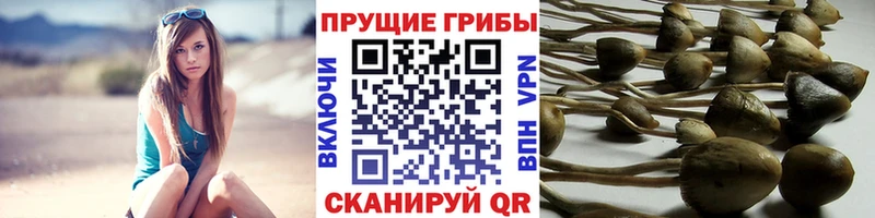 Галлюциногенные грибы Psilocybe Славянск-на-Кубани